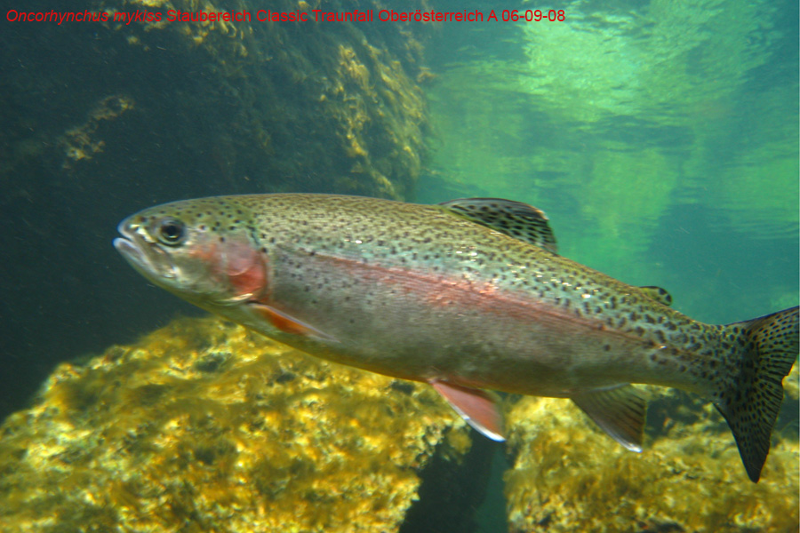 Immersione in fiume austriaco